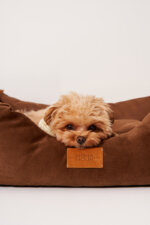 Dogs’ Bed Cacao
